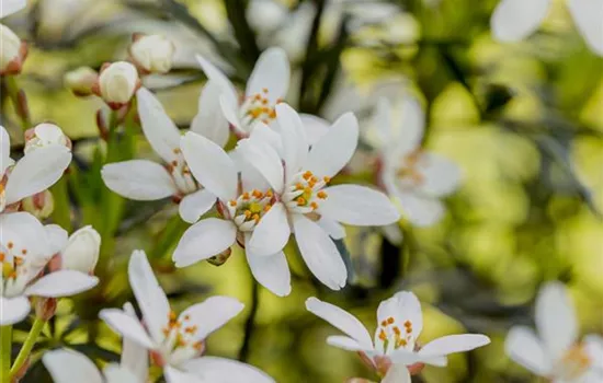 Choisya ternata 'White Dazzler' Choisya ternata 'White Dazzler'