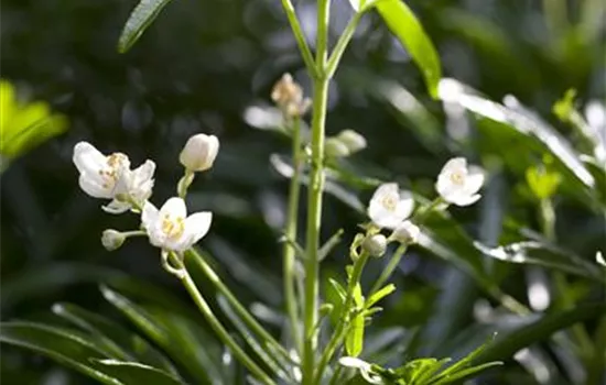 Choisya ternata 'Brica' Choisya ternata 'Brica'