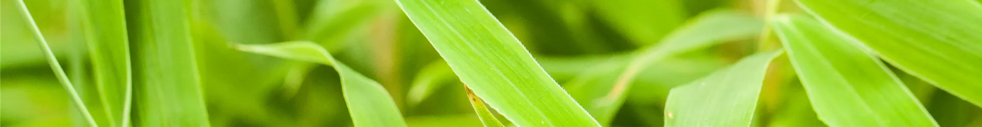 Fargesia murielae Fargesia murielae