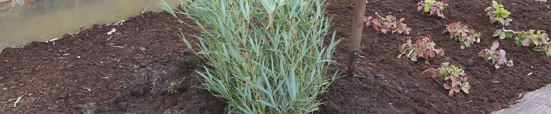 Fargesia - Einpflanzen im Garten (thumbnail) Fargesia - Einpflanzen im Garten (thumbnail)