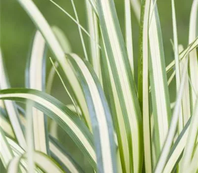 Carex oshimensis 'Evergold' Carex oshimensis 'Evergold'