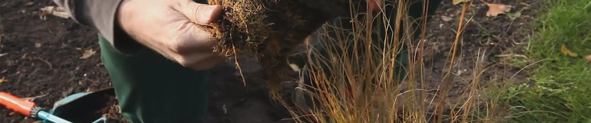 Gräser - Einpflanzen im Garten (thumbnail) Gräser - Einpflanzen im Garten (thumbnail)