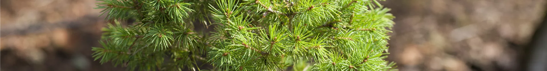 Picea glauca 'Biesenthaler Frühling' Picea glauca 'Biesenthaler Frühling'
