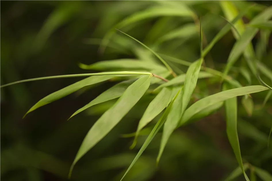Fargesia scabrida 'Asian Wonder', Bambus 'Asian Wonder' - GartenBaumschule  Fuhs