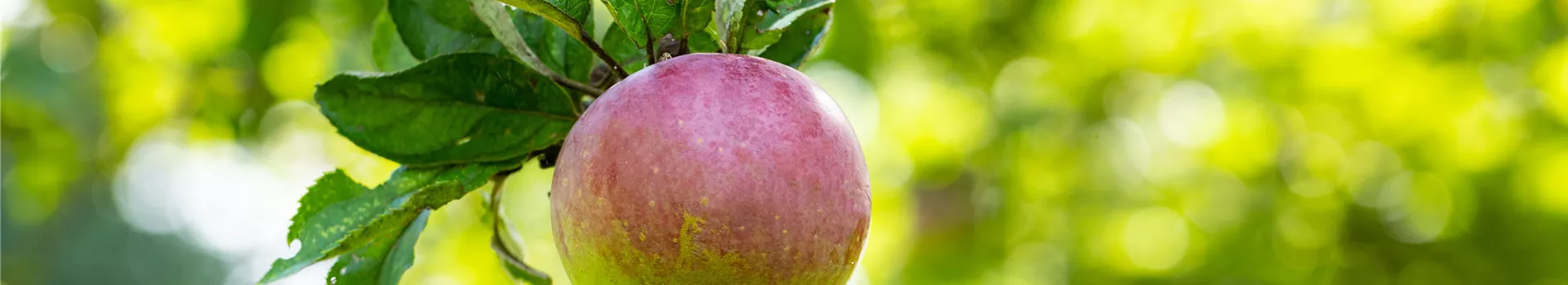 Malus domestica 'Roter Eiserapfel' Malus domestica 'Roter Eiserapfel'