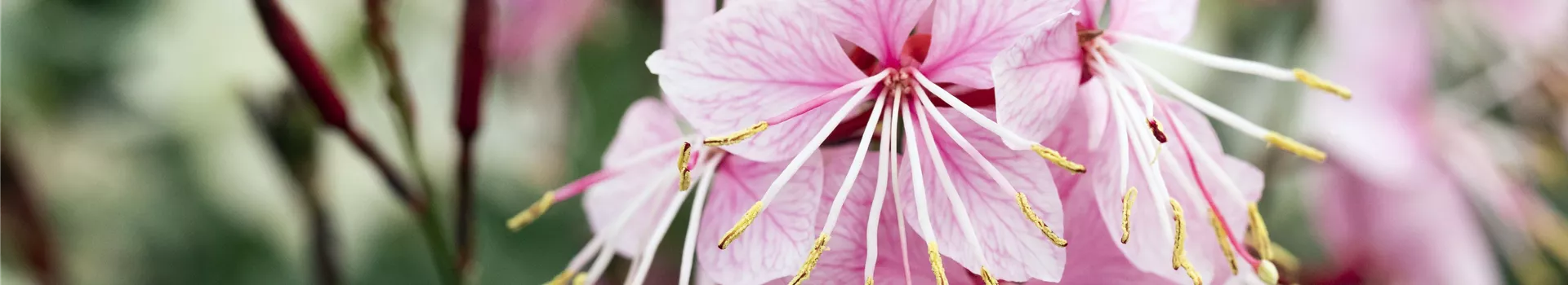 Gaura lindheimeri 'Belleza'® Gaura lindheimeri 'Belleza'®