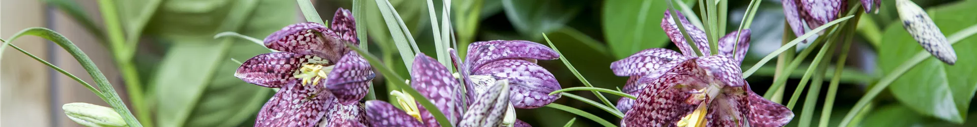 Fritillaria meleagris