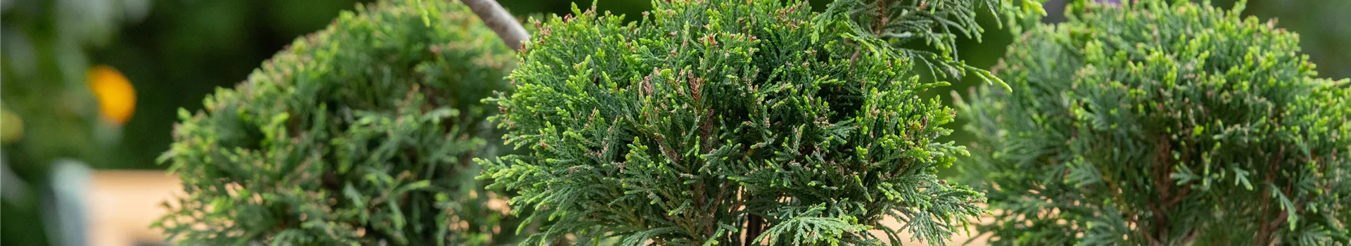 Chamaecyparis lawsoniana, Pompon Chamaecyparis lawsoniana, Pompon