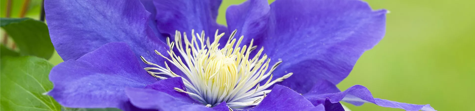 Clematis, blau