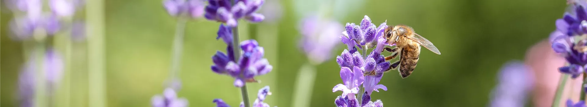 Lavandula mit Biene Lavandula mit Biene