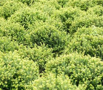 Ilex crenata 'Glorie Dwarf' -R-