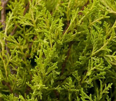 Juniperus chin.'Plumosa Aurea' Juniperus chin.'Plumosa Aurea'