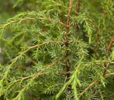 Juniperus com.'Hibernica' Juniperus com.'Hibernica'