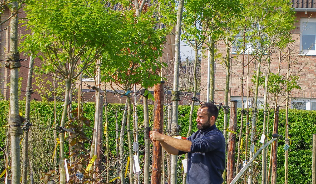 Azubi zum Gärtner/in Fachrichtung Pflanzenfachberater (m/w/d)
