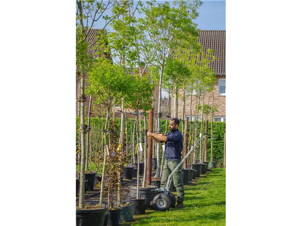 Azubi zum Gärtner/in Fachrichtung Pflanzenfachberater (m/w/d)