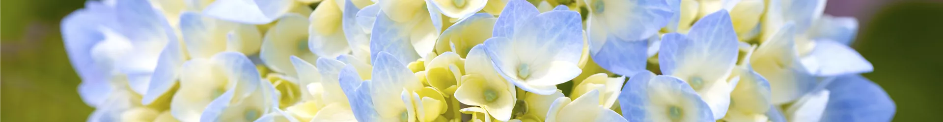 Hydrangea macrophylla Hydrangea macrophylla