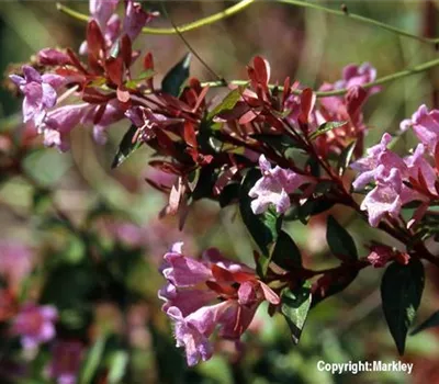 Abelia grandiflora Abelia grandiflora