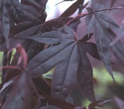 Acer palmatum 'Bloodgood' Acer palmatum 'Bloodgood'