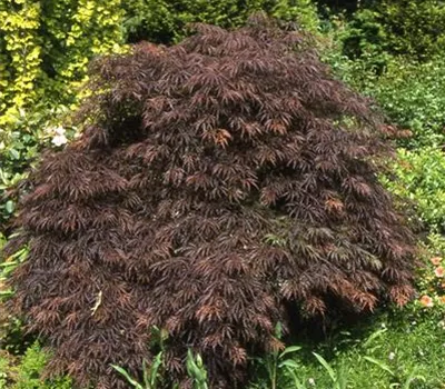 Acer palmatum 'Dissectum Garnet' Acer palmatum 'Dissectum Garnet'
