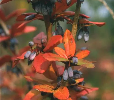 Berberis julianae Berberis julianae