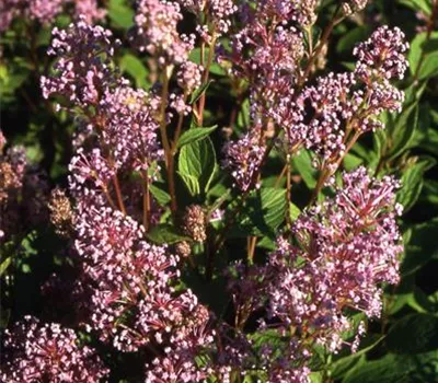 Ceanothus pallidus 'Marie Simon'