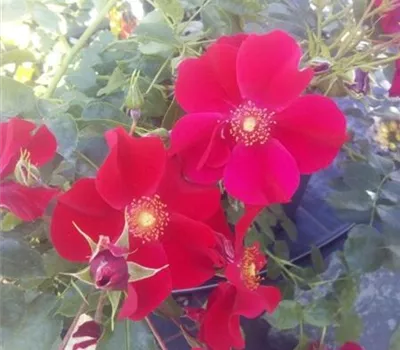 Rosa 'Alexander von Humboldt' -R- STR III