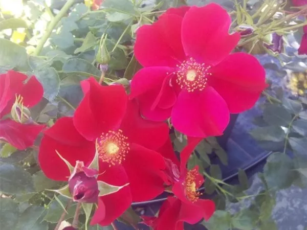 Rosa 'Alexander von Humboldt' -R- STR III