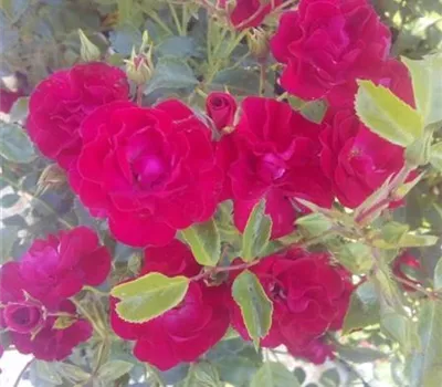 Rosa 'Balou' -R- BT V