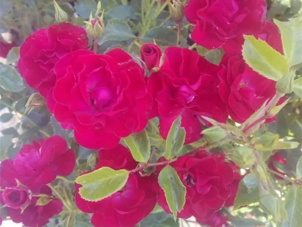 Rosa 'Balou' -R- BT V