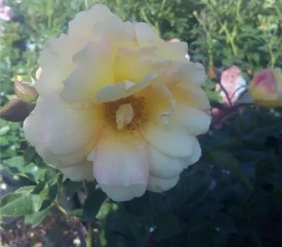 Rosa 'Candela' -R- STR