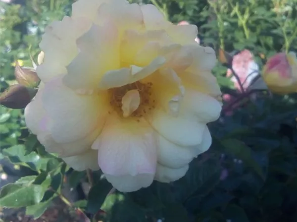 Rosa 'Candela' -R- STR