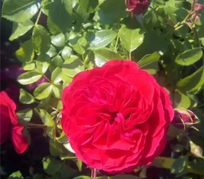 Rosa 'Cherry Girl' -R- BT IV