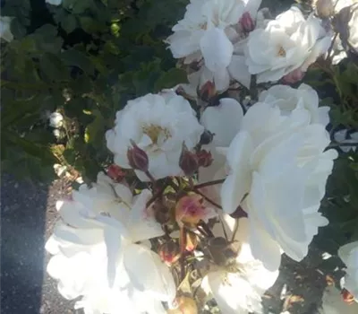 Rosa 'Diamant' -R- BDR III Rosa 'Diamant' -R- BDR III