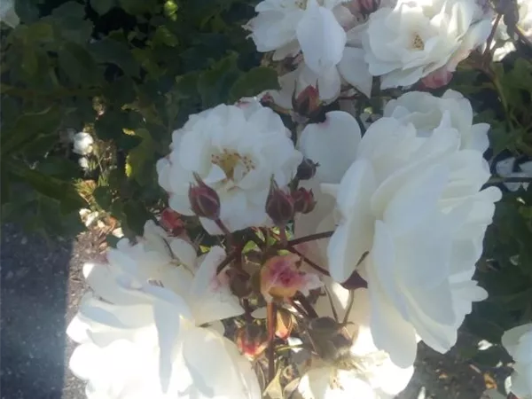 Rosa 'Diamant' -R- BDR III Rosa 'Diamant' -R- BDR III