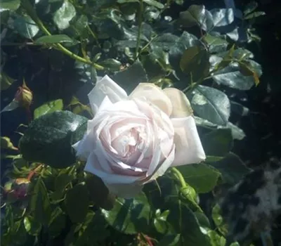 Rosa 'Garden of Roses' -R- BT IV Rosa 'Garden of Roses' -R- BT IV