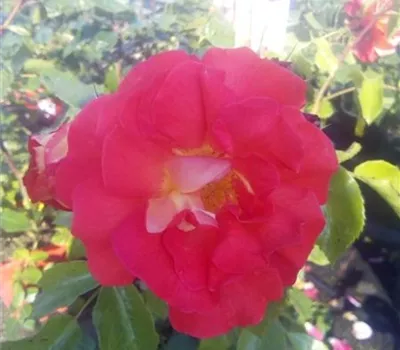 Rosa 'Gebrüder Grimm' -R- BT V