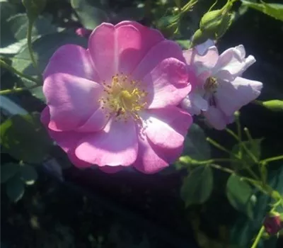 Rosa 'Lavender Dream' -R- BDR III Rosa 'Lavender Dream' -R- BDR III