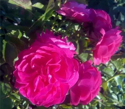 Rosa 'Moin Moin' -R- BT IV Rosa 'Moin Moin' -R- BT IV