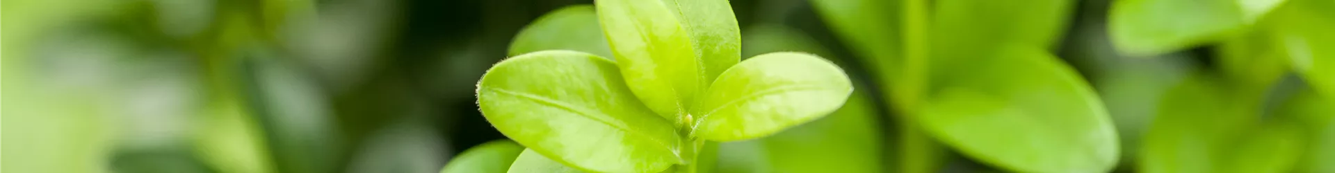 Buxus sempervirens Buxus sempervirens