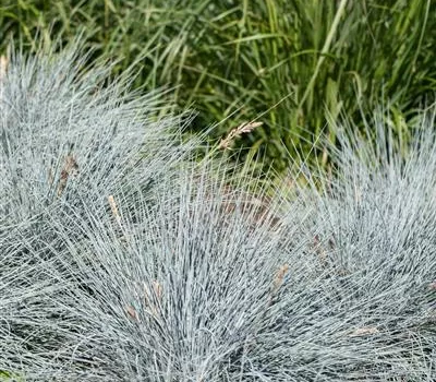 Festuca glauca 'Elijah Blue' Festuca glauca 'Elijah Blue'