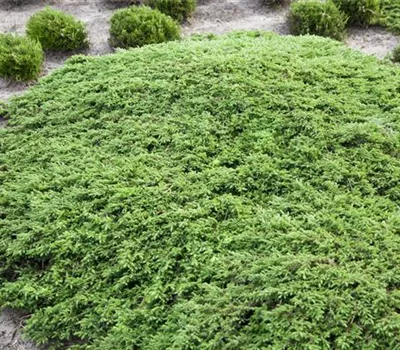Juniperus com.'Green Carpet' Juniperus com.'Green Carpet'