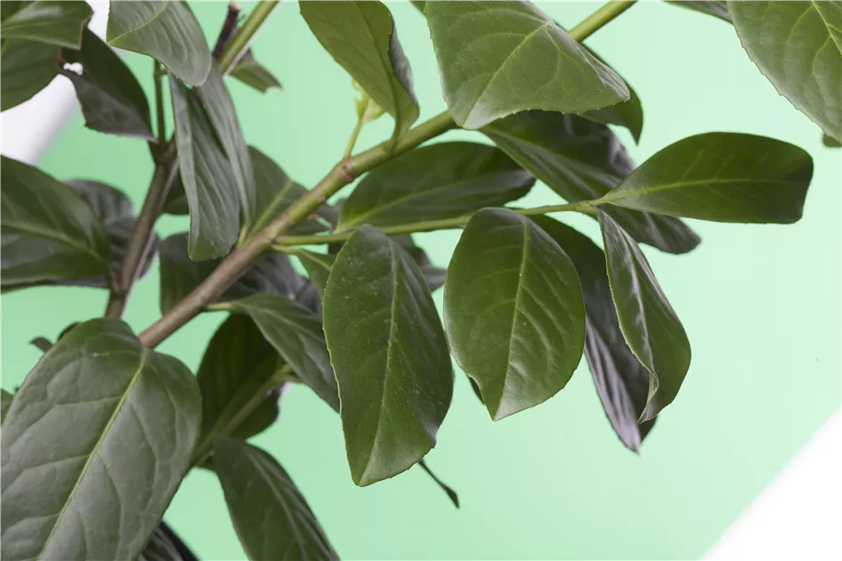 weiße monstera samen Möchten Sie Monstera Deliciosa-Samen kaufen? | Züchten Sie Ihr eigenes  Fensterblatt main image 1