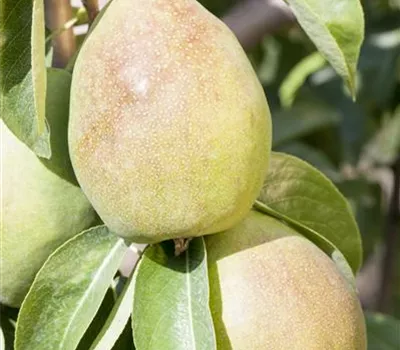 Pyrus com.'Obelisk' CAC Pyrus com.'Obelisk' CAC