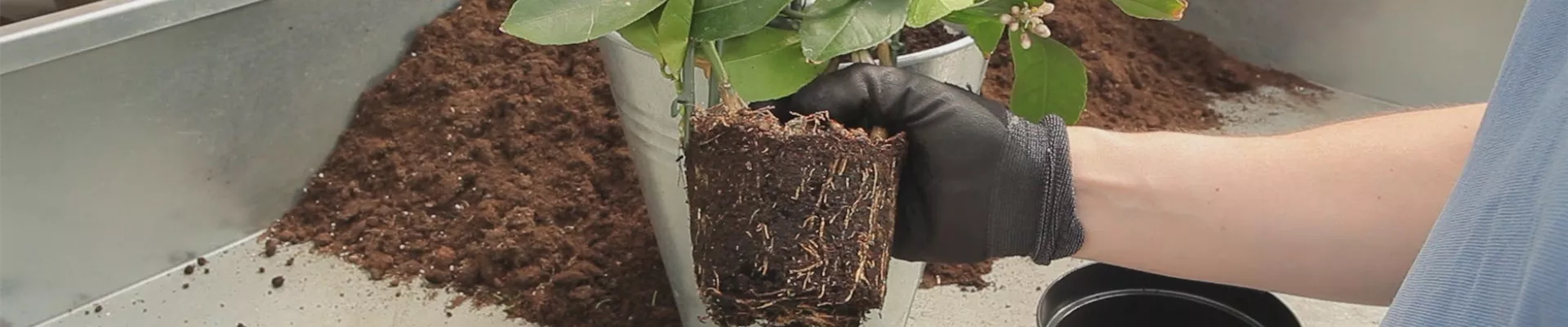 Zitronen - Umtopfen (thumbnail) Zitronen - Umtopfen (thumbnail)