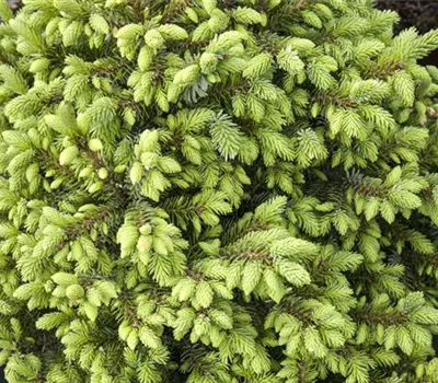 Picea omorika 'Nana' Picea omorika 'Nana'