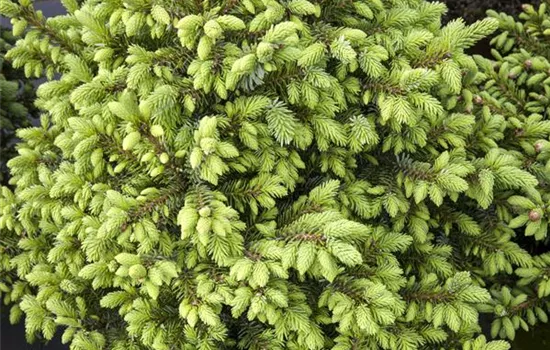 Thuja orientalis 'Pyramidalis Aurea', Gelber Orient.Pyramiden-Lebensbaum -  GartenBaumschule Fuhs