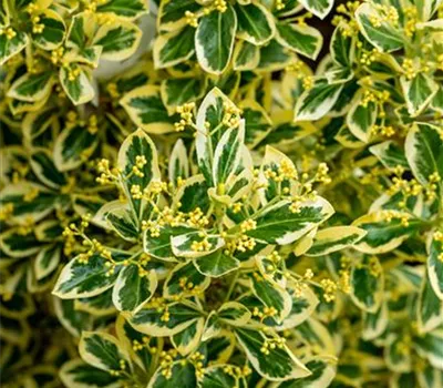 Euonymus japonicus 'Bravo'