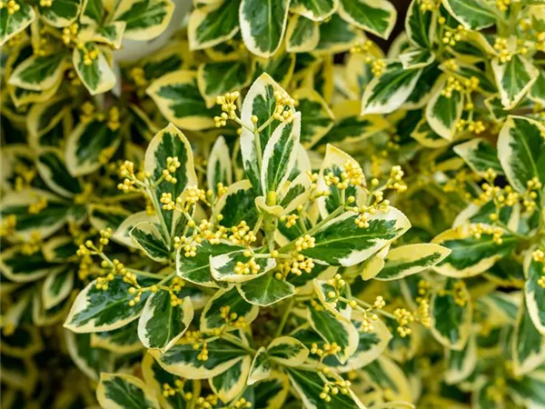 Euonymus japonicus 'Bravo'