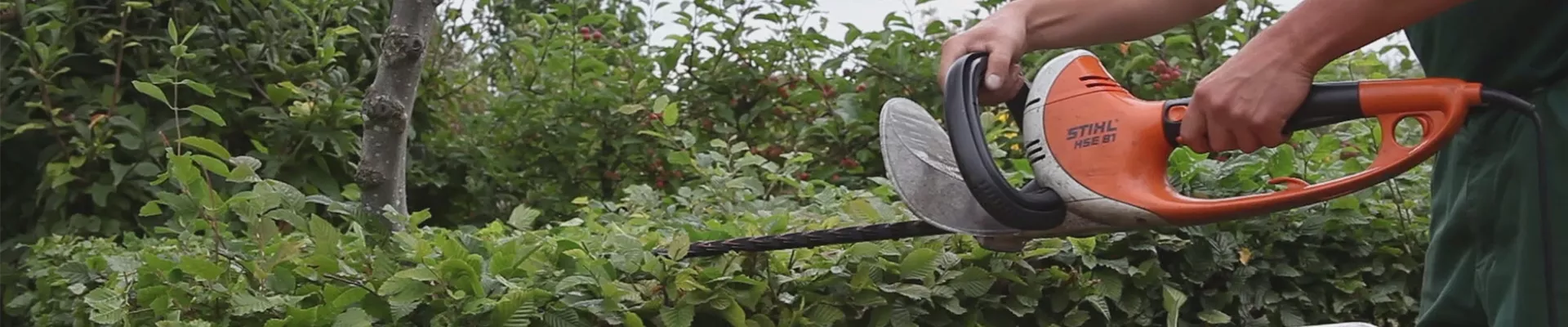 Hainbuche - Heckenförmig zurückschneiden (thumbnail) Hainbuche - Heckenförmig zurückschneiden (thumbnail)