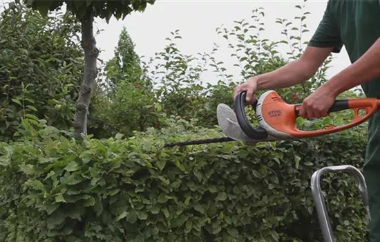 Hainbuche - Heckenförmig zurückschneiden Hainbuche - Heckenförmig zurückschneiden